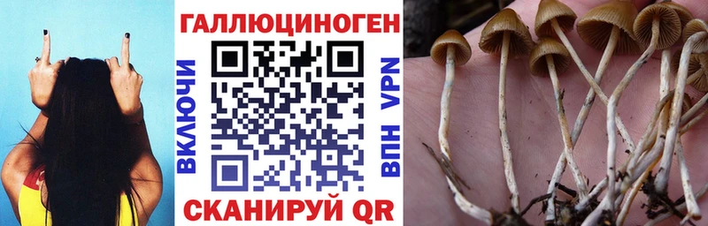 Галлюциногенные грибы Psilocybe  Купить где  Кольчугино 